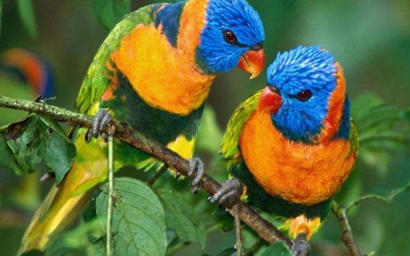 IAP aplica multa de R$ 5 mil para criador irregular de aves silvestres